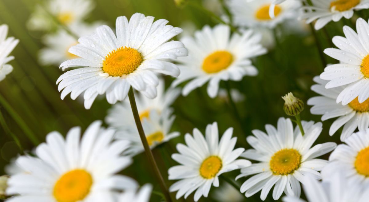 Image showing Daisy Flowers